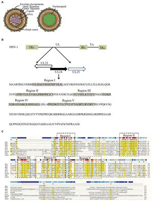 Mechanism of herpesvirus UL24 protein regulating viral immune escape and virulence